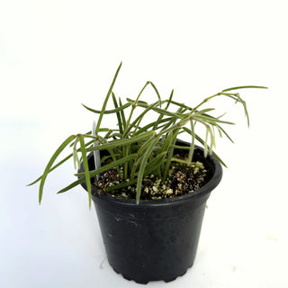 Hoya linearis