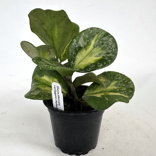 Hoya obovata variegata (Splash)