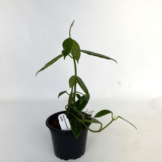 Hoya coronaria (pink)
