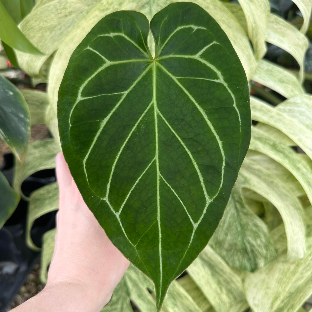 king of spades philodendron Anthurium 'King of Spades' x 'Doc Block F2' – Steve's Leaves