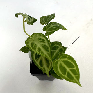 Anthurium clarinervum x ‘Silver Blush’