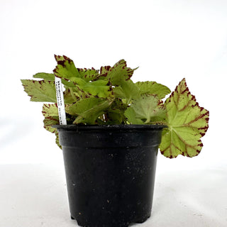 Begonia 'Golden Swallowtail'