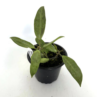 Hoya 'Silver Lady Dy'