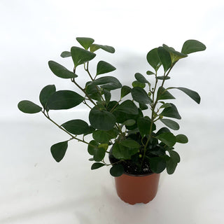 Ficus deltoidea - 5.5" Pot