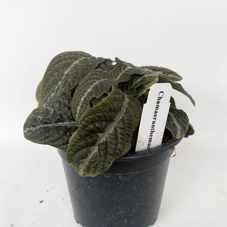 Chamaeranthemum sp.