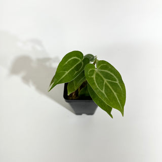 Anthurium magnificum/‘Silver Blush' x 'Chuck Norris'