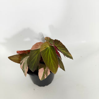 Z-4620 - Begonia ‘Withlacoochee’ (Variegated)