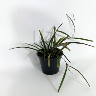 Z-4524 - Hoya insularis