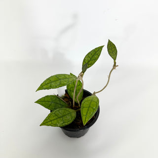 Hoya finlaysonii 'Olfe'