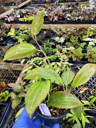 Hoya tjadasmalangensis