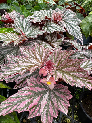 Begonia 'Pink Minx'