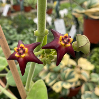 Hoya ciliata