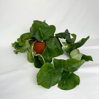 Monstera tenuis - 5.5" Pot