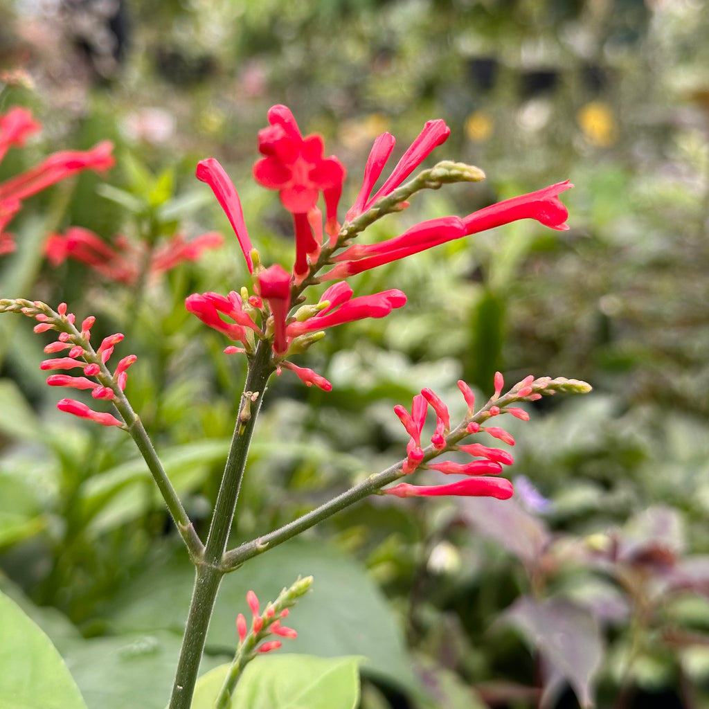 Odontonema strictum – Steve's Leaves