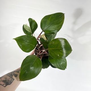 Philodendron "White Knight" - 5.5" Pot