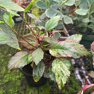 Hibiscus rosa-sinensis 'Cooperi'