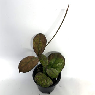 Hoya 'Irina'