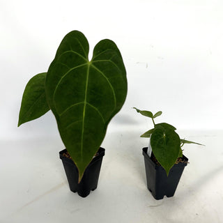 Anthurium magnificum x papillilaminum