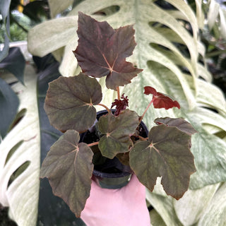 Begonia 'Chocolate Martini'