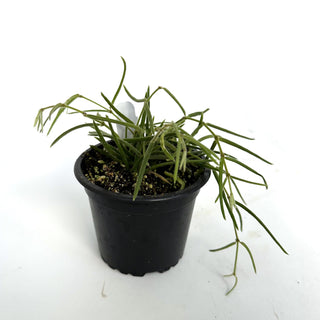 Hoya linearis