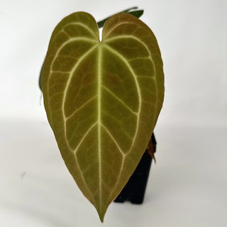 Anthurium 'Not The Mama'/forgetii x 'Blue Velvet'