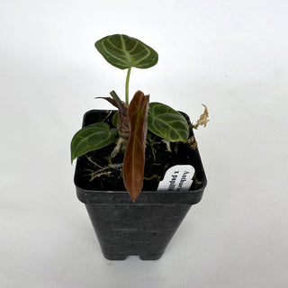 Anthurium magnificum/forgetii x papillilaminum (Ree Garden)