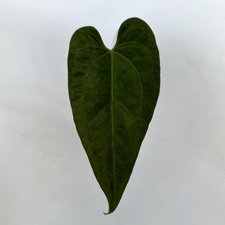 Anthurium forgetii/'Ace of Spades' x papillilaminum
