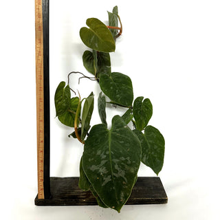 Z-3214 - Philodendron aff. brandtianum (Shingling Form)