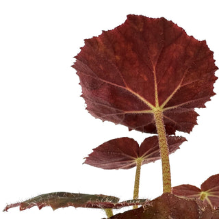 Begonia 'Selph's Mahagony'