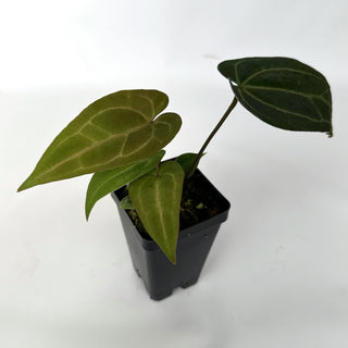 Anthurium 'Doc Block F2' x 'Prince of Darkness'