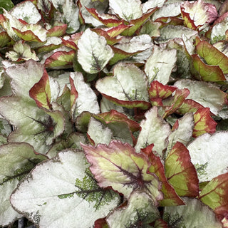 Begonia 'Steve's Leaves Dragon Scale'