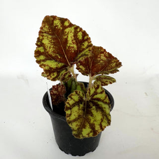Begonia 'Cowardly Lion'