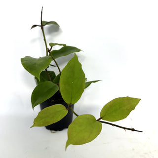 Hoya 'Vorapol'