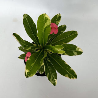 Euphorbia milii “Variegated Pink”