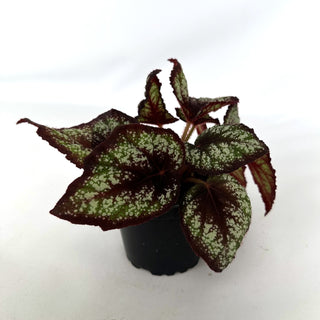 Begonia 'Black Beauty'