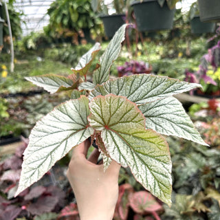 Begonia 'Don Miller'