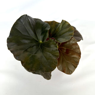 Begonia 'Alice Faye'