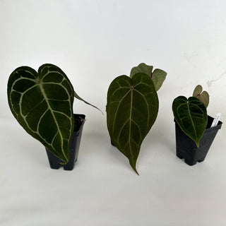 Anthurium 'Ace of Spades' x 'Zara'