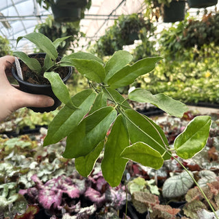 Hoya kenjiana albo-marginata