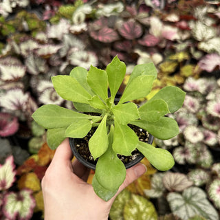 Euphorbia ritchiei