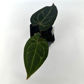 Anthurium 'Not The Mama'/forgetii x 'Zara/'Michelle'