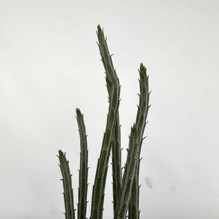 Senecio stapeliiformis