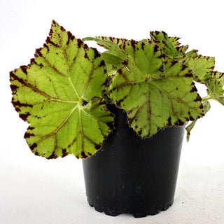 Begonia 'Golden Swallowtail'