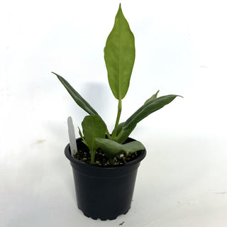 Hoya australis ssp. oramilcola