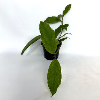 Hoya 'Mistie'