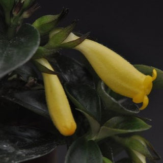 Nematanthus 'Lemon Lime'