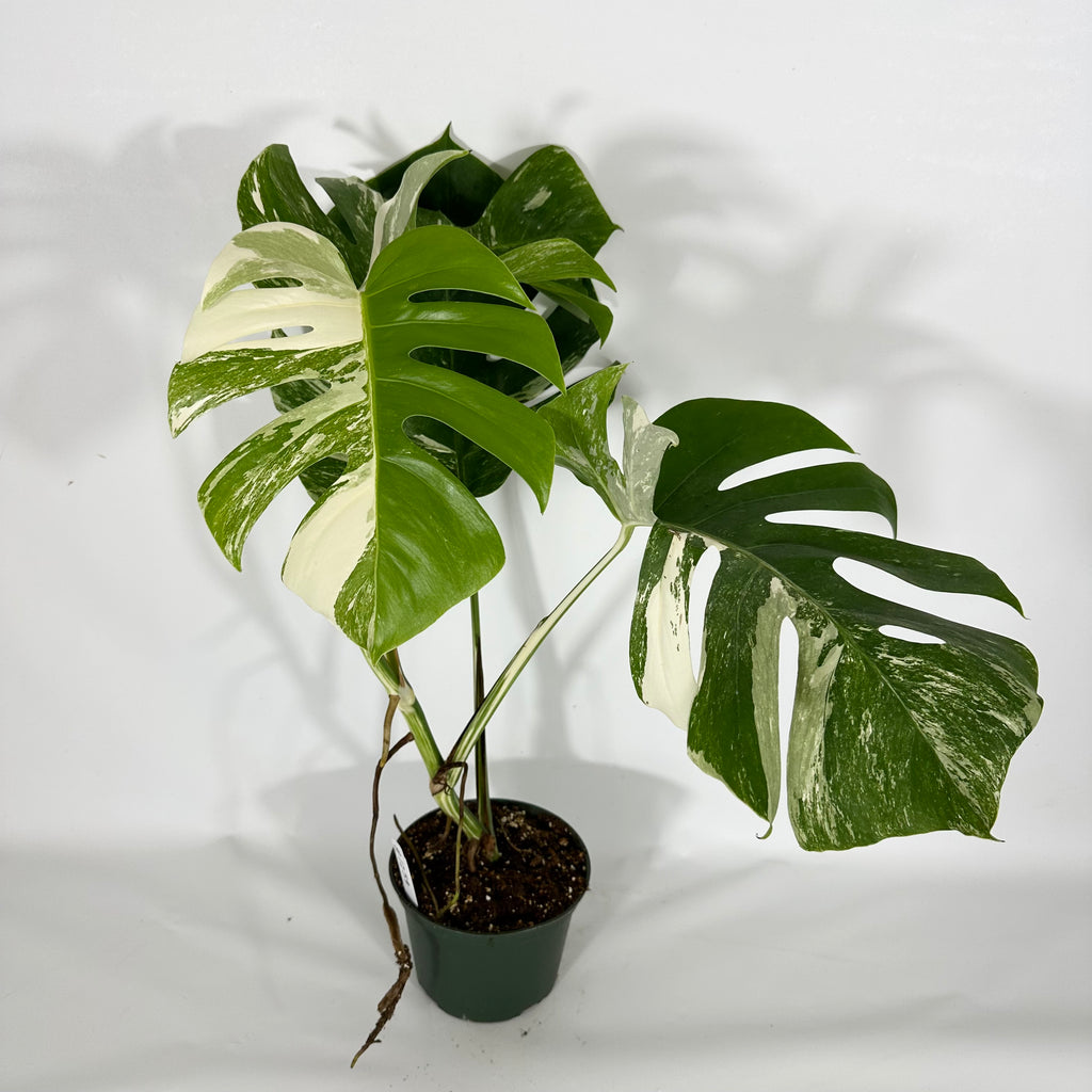 Monstera deliciosa var. borsigiana albo-variegata [#1259] – Steve's Leaves