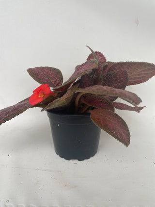 Episcia 'Temptation'