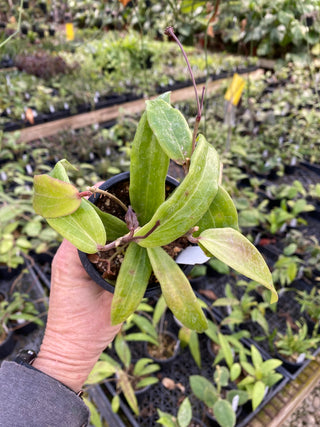 Hoya benguetensis