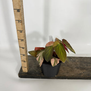 Z-4620 - Begonia ‘Withlacoochee’ (Variegated)